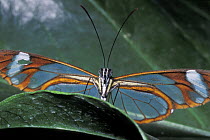 Andromica clearwing butterfly (Greta andromica), rainforest habitat, Costa Rica