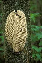 Paper Wasp (Polistes sp.) nest, rainforest habitat, Costa Rica