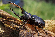 Hercules Rhinoceros beetle (Dynastes hercules), tropical forest habitat, Costa Rica