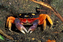 Red / Halloween land crab (Gecarcinus quadratus) in mangrove, pacific coast, Costa Rica