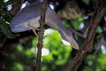 Boat-billed heron (Cochlearius cochlearius) from below, showing the bill shape, Tortuguero NP, Costa Rica