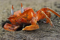 Ghost crab (Ocypode sp.) entering burrow, pacific coast, Costa Rica