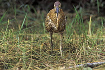 Bare throated tiger heron (Tigrisoma mexicanum) with prey in swamp, Tortuguero NP, Costa Rica