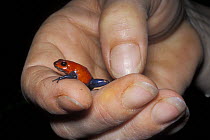 Strawberry poison arrow frog (Dendrobates pumilio) in hand, Costa Rica