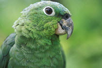 Green parakeet (Aratinga holochlora) Costa Rica