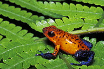Strawberry poison arrow frog (Dendrobates pumilio) on leaf, rainforest habitat, Costa Rica
