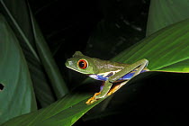Red-eyed tree frog (Agalychnis callidryas), rainforest habitat, Tortuguero NP, Costa Rica