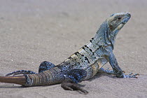 Spiny / Black iguana / Black ctenosaur (Ctenosaura similis) on beach, Pacific coast, Costa Rica
