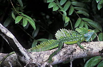 Male Double crested basilisk (Basiliscus plumifrons) on branch, Tortuguero NP, Costa Rica
