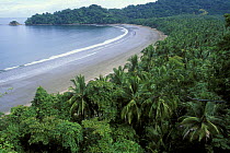 Beach on Nicoya peninsula with fringing palm trees, Costa Rica