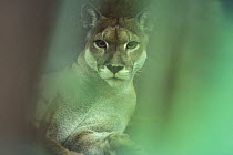 Wild Puma (Felis concolor), Braulio Carrillo NP, Costa Rica