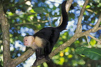 White faced capuchin monkey (Cebus capucinus) in tree, Manuel Antonio NP, Costa Rica