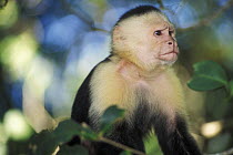 White faced capuchin monkey (Cebus capucinus) in tree, Manuel Antonio NP, Costa Rica
