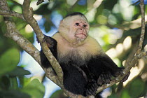 White faced capuchin monkey (Cebus capucinus) sitting in tree, Manuel Antonio NP, Costa Rica