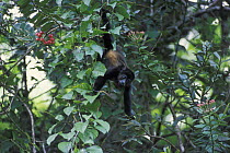 Black howler monkey (Alouatta caraya) hanging from tail, Palo Verde NP, Costa Rica