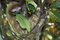 Pale throated three-toed sloth (Bradypus tridactylus) eating leaf, rainforest habitat, Costa Rica