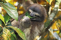 Pale-throated Three-toed Sloth (Bradypus tridactylus) eating leaf, rainforest habitat, Costa Rica