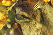 Pale-throated Three-toed Sloth (Bradypus tridactylus) scratching its head, rainforest habitat, Costa Rica