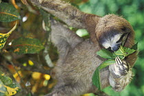 Pale-throated Three-toed Sloth (Bradypus tridactylus) eating leaf, rainforest habitat, Costa Rica
