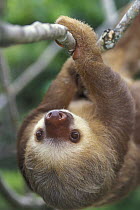 Southern two-toed Sloth (Choloepus didactylus) moving along branch, rainforest habitat, Costa Rica