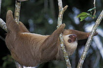 Southern two-toed Sloth (Choloepus didactylus) moving between branches, rainforest habitat, Costa Rica