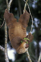 Southern two-toed sloth (Choloepus didactylus) hanging from tree eating, rainforest habitat, Costa Rica