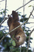 Southern two-toed sloth (Choloepus didactylus) hanging  from branch eating, rainforest habitat, Costa Rica
