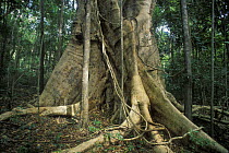 Fig tree (Ficus avi-avi) tropical forest, Ankarana Special Reserve, Madagascar