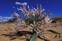 Vlei / Nerine lily (Nerine laticoma) flowering after rain, Kgalagadi Transfrontier Park, Kalahari desert, South Africa