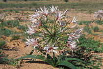 Vlei / Nerine lily (Nerine laticoma) flowering after the rains, Kgalagadi Transfrontier Park, Kalahari desert, South Africa