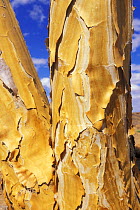 Bark detail of Quiver tree (Aloe dichotoma), Augrabies NP, Kalahari desert, South Africa