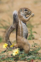 Cape ground squirrel (Xerus inauris) standing on hind legs feeding, Kgalagadi Transfrontier Park, Kalahari desert, South Africa