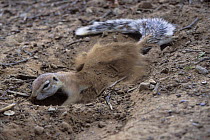 Cape ground squirrel cooling off under sand (Xerus inauris), Kgalagadi Transfrontier Park, Kalahari desert, South Africa