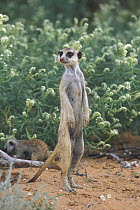 Meerkat / Suricate (Suricata suricatta) standing on hind legs on guard, Kgalagadi Transfrontier Park, Kalahari desert, South Africa