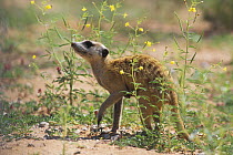 Meerkat / Suricate (Suricata suricatta) walking through flowers, Kgalagadi Transfrontier Park, Kalahari desert, South Africa