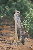 Meerkat / Suricate (Suricata suricatta) standing on hind legs on guard with baby, Kgalagadi Transfrontier Park, Kalahari desert, South Africa