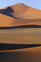 Sand dunes in the Namib-Naukluft NP, Namib desert, Namibia