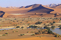 Sossusvlei surrouned by sand dunes with vegetation growth after heavy rain, Namib-Naukluft NP, Namib desert, Namibia