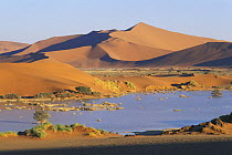 Sossusvlei after heavy rain with a temporary pool of water, Namib-Naukluft NP, Namib desert, Namibia