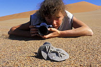 Person lying on the ground taking a photograph of a Gypsum flower (desert rose), Namib-Naukluft NP, Namib desert, Namibia