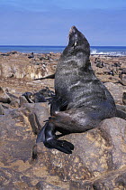 African / Cape Fur Seal (Aractocephalus pusillus) sitting on a rock, Cape Cross Seal Reserve, Namibia