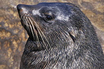 African / Cape Fur Seal (Aractocephalus pusillus) portrait, Cape Cross Seal Reserve, Namibia