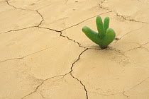 Young plant growing on a dried lake after the rainy season, Namib desert, Namibia