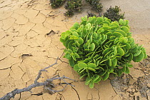 Dollar-bush (Zygophyllum stapfii), Namib Naukluft NP, Namib desert, Namibia