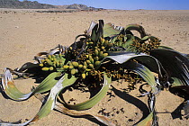Welwitschia (Welwitchia mirabilis), Namib Naukluft NP, Namib desert, Namibia