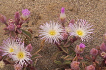 Mesembryanthemum (family Aizoaceae) after rain, Namib desert, Namibia