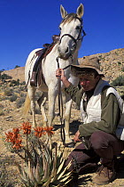 Rider with horse (Equus caballus) looking at flowering Euphorbia, Namib desert, Namibia