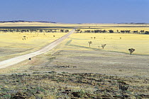 Kriess-se-rus tableland with dried vegetation, Namib Naukluft NP, Namib desert, Namibia
