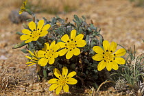 Flowers growing in the sand during the rainy season, Namib desert, Namibia
