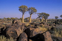 Quiver trees (Aloe dichotoma), Kokerboom Forest, Namib desert, Namibia